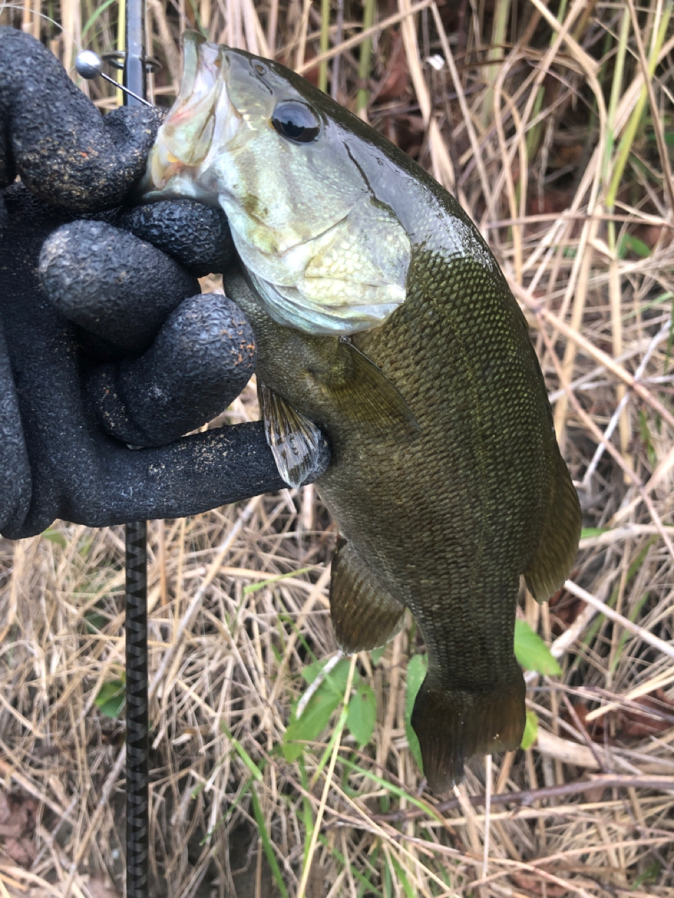 スモールマウスバス