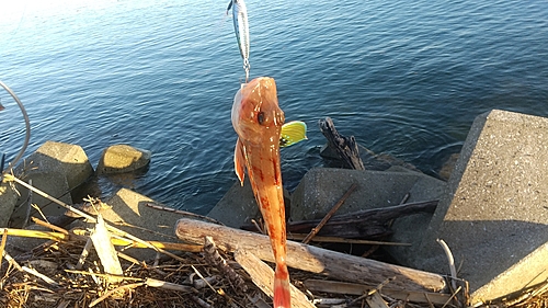 ホウボウの釣果