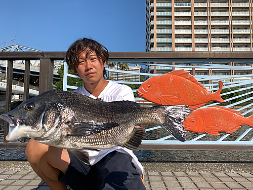 クロダイの釣果