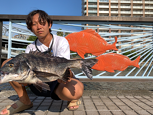 クロダイの釣果