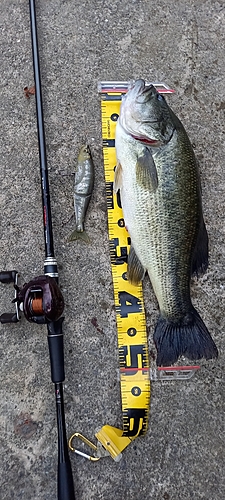 ブラックバスの釣果