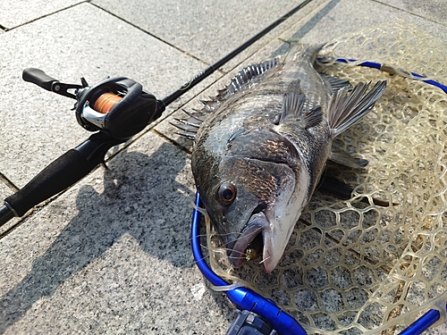 チヌの釣果