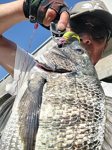 チヌの釣果