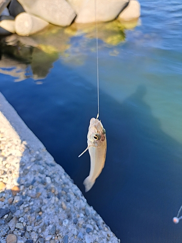 キスの釣果