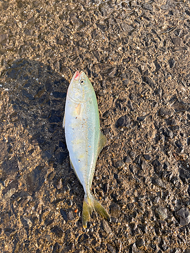 ワカシの釣果