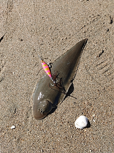 ウシノシタの釣果