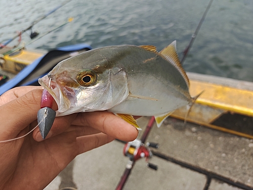 カンパチの釣果