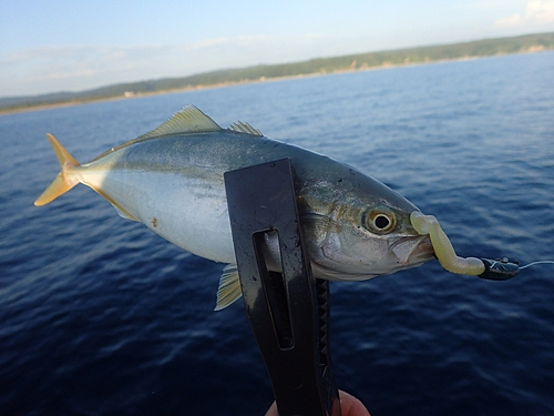 コゾクラの釣果