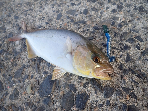 シオの釣果