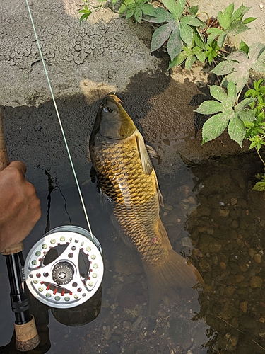 コイの釣果