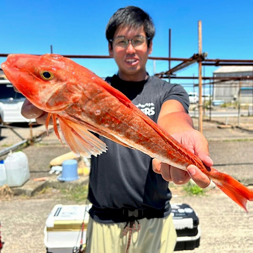 ホウボウの釣果