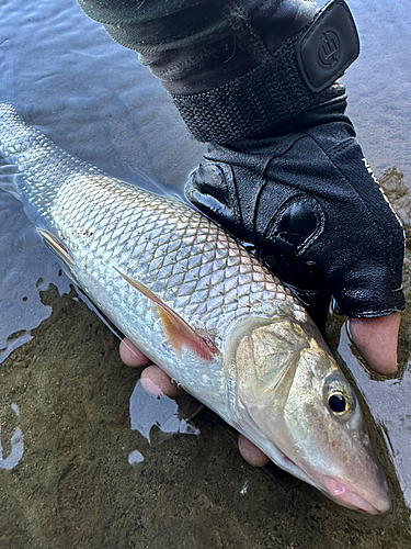 ニゴイの釣果