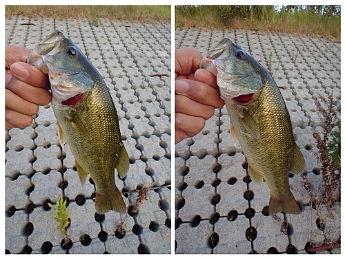 ブラックバスの釣果