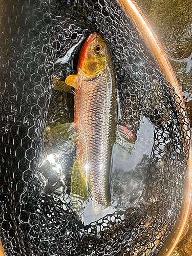 カワムツの釣果