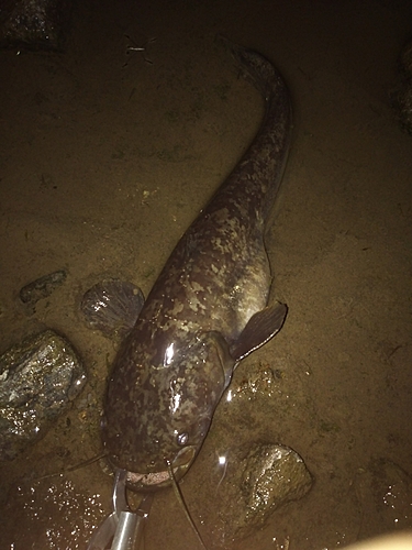 マナマズの釣果