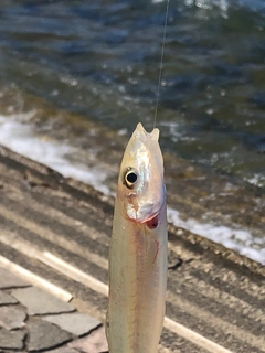 キスの釣果