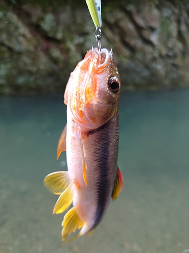 カワムツの釣果