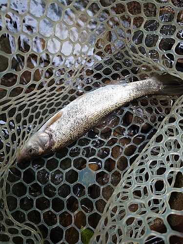 ウグイの釣果