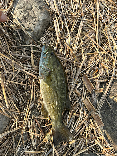 スモールマウスバスの釣果