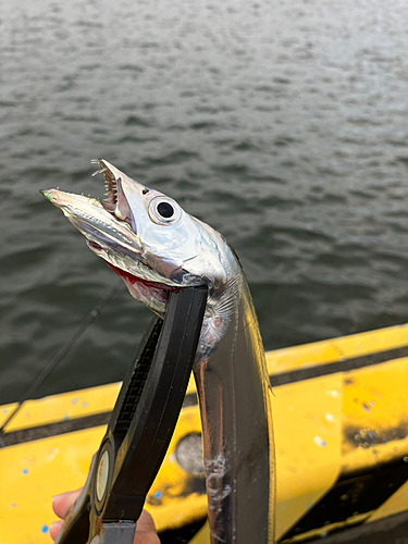 タチウオの釣果