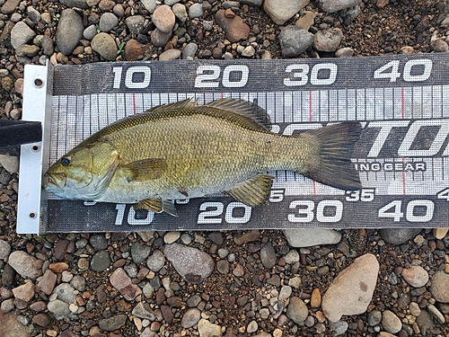 スモールマウスバスの釣果