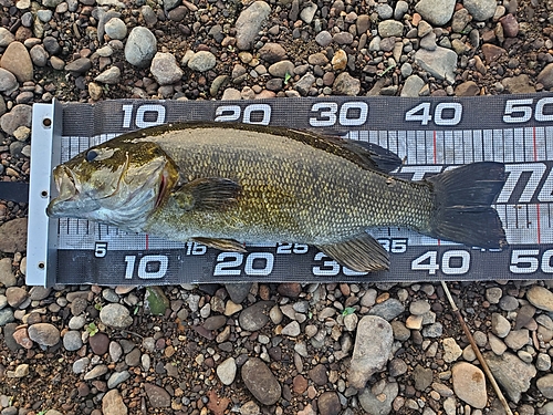 スモールマウスバスの釣果