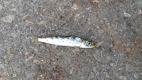 イワシの釣果