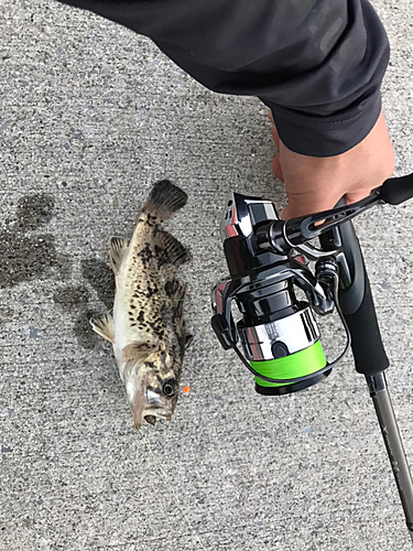 クロソイの釣果