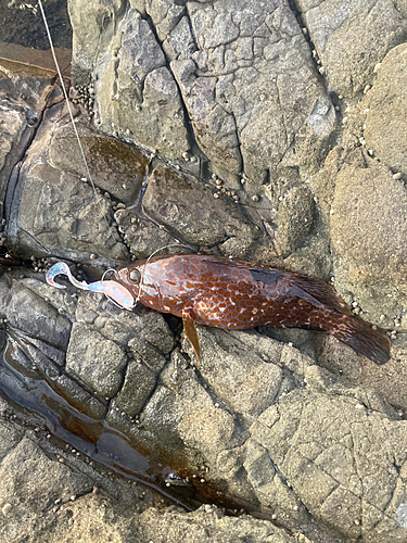 アコウの釣果