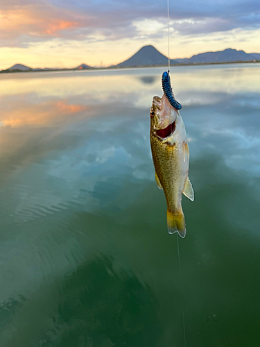 ラージマウスバスの釣果