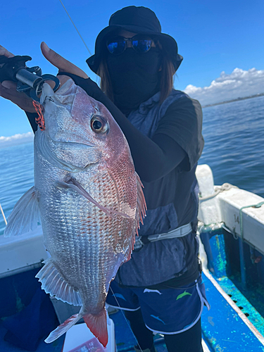 マダイの釣果