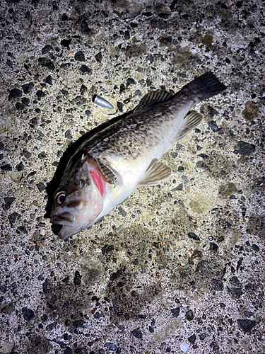 クロソイの釣果