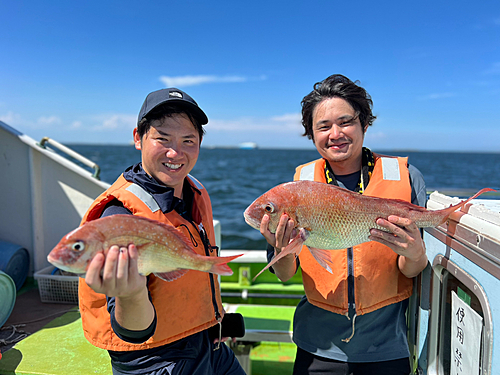 マダイの釣果