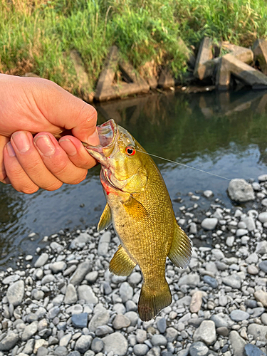 スモールマウスバスの釣果