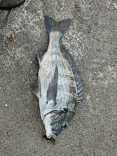 チヌの釣果