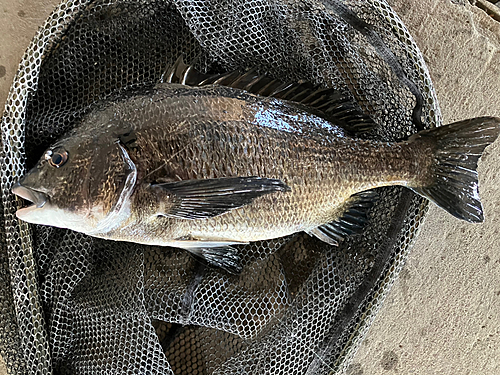 チヌの釣果