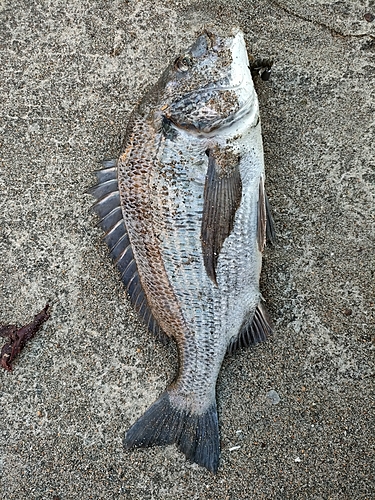 チヌの釣果