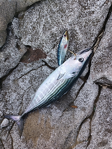 ハガツオの釣果