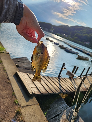 ブルーギルの釣果