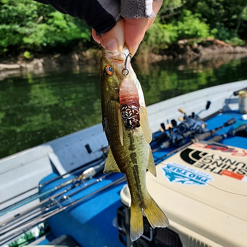 ブラックバスの釣果