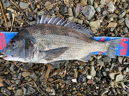 チヌの釣果