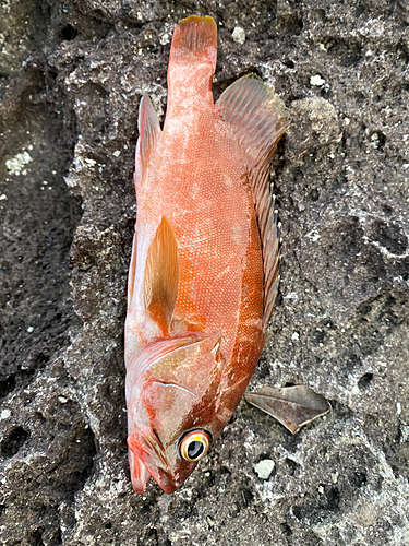 アカハタの釣果