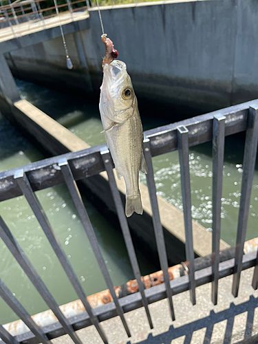 セイゴ（タイリクスズキ）の釣果