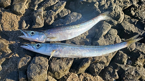 カマスの釣果