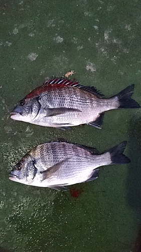 チヌの釣果