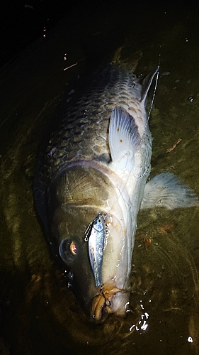 コイの釣果