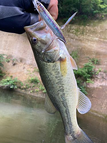 ラージマウスバスの釣果