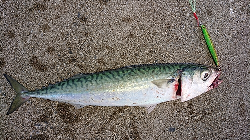 サバの釣果