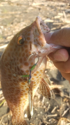 オオモンハタの釣果