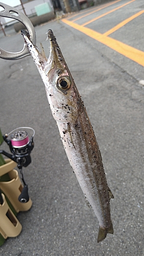 カマスの釣果